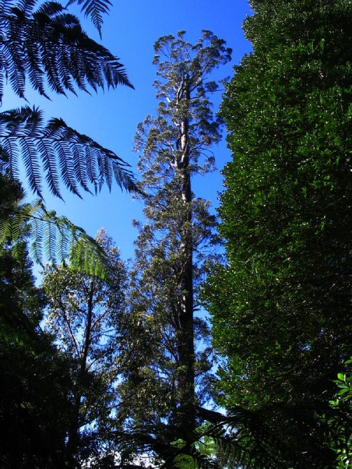 Centurion towers above other trees