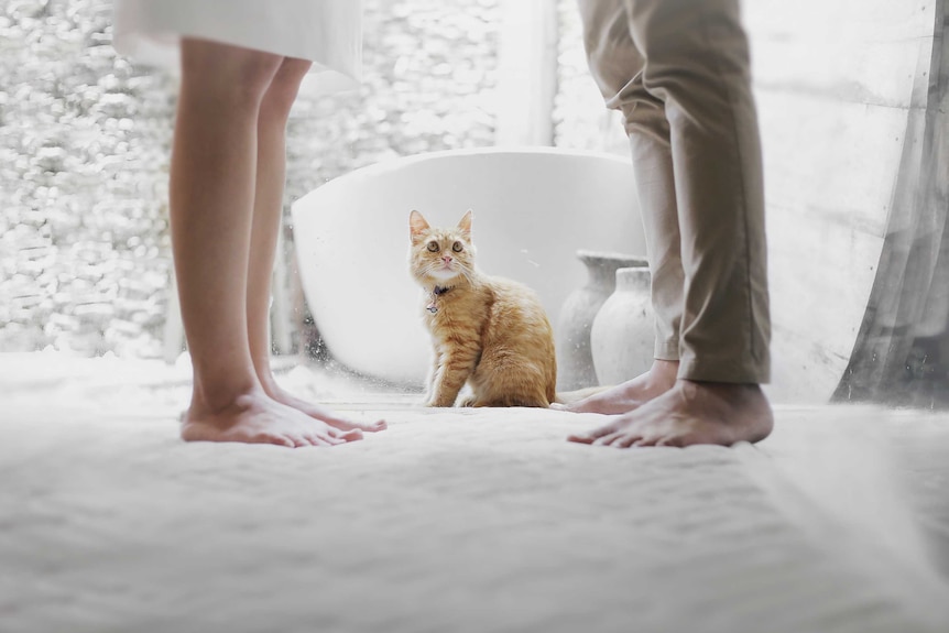 An orange cat looking sitting between two adults looking a bit shocked like the adults are arguing