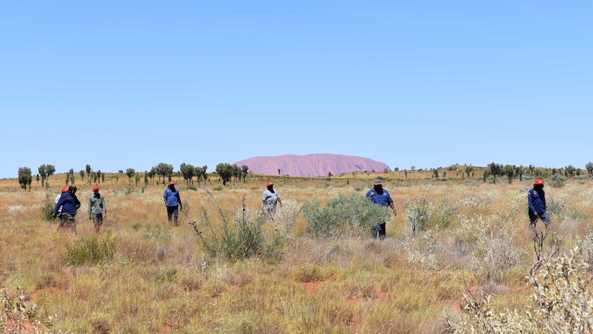Rangers working in front of Uluru
