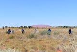 Rangers working in front of Uluru