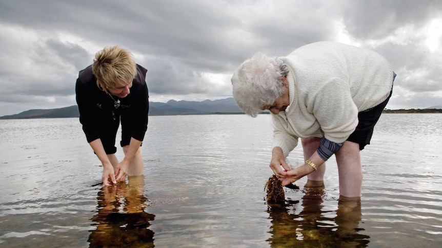 Tasmanian Aboriginal women collect mariner shells
