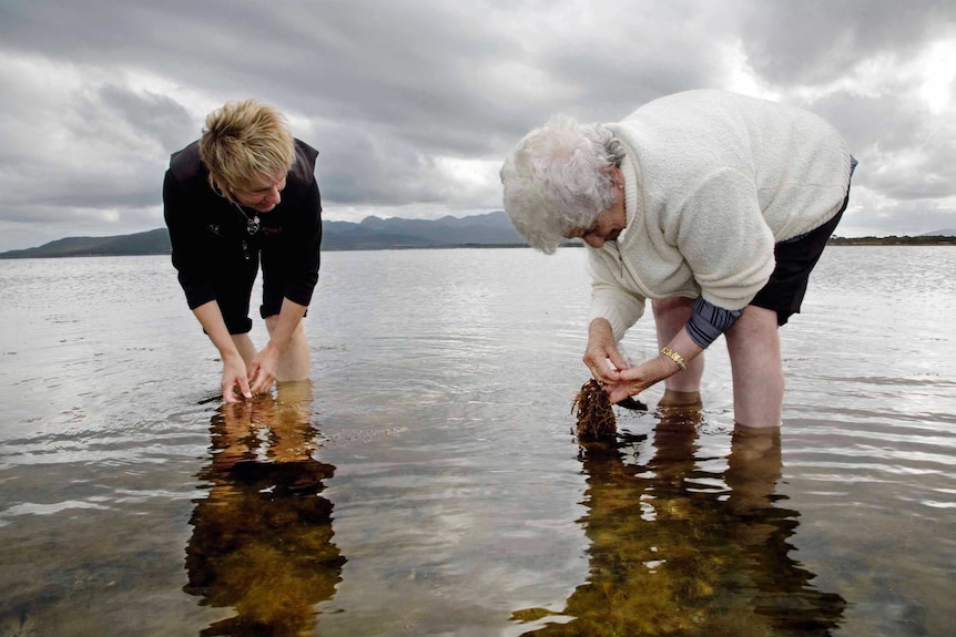 Tasmanian Aboriginal women collect mariner shells