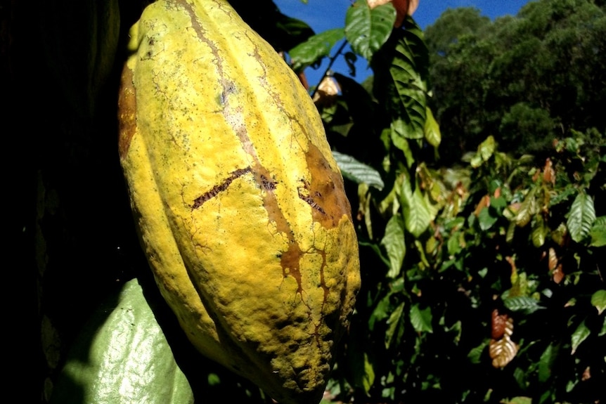 Cocoa pods almost ripe for the picking in far north Queensland