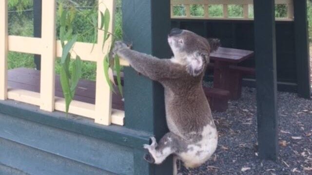 A dead koala that Koala Rescue Queensland says has been attached to a pole with building screws at a park on the Sunshine Coast.