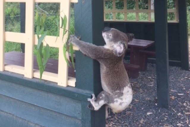 A dead koala that Koala Rescue Queensland says has been attached to a pole with building screws at a park on the Sunshine Coast.