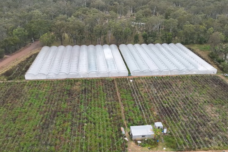 a photo taken from a drone of a large-scale cannabis production facility