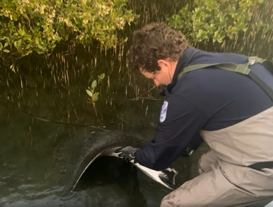 Man standing in shallow water picks up a dead black ray
