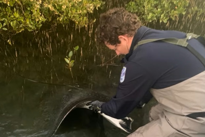 Man standing in shallow water picks up a dead black ray
