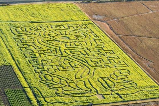 A sorghum crop in northern Tasmania cut in the shape of a poppy.