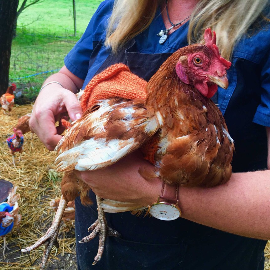 The hens are comfortable and happy in their new attire.