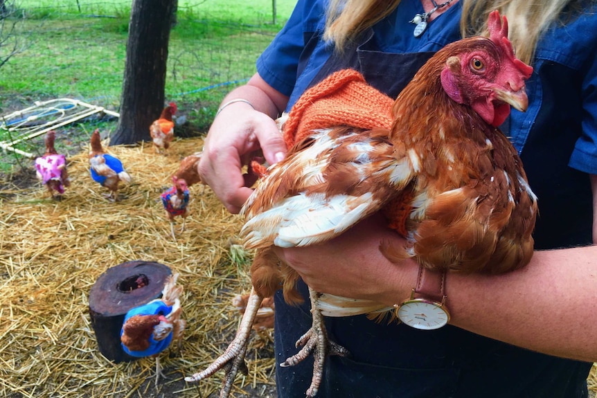 The hens are comfortable and happy in their new attire.