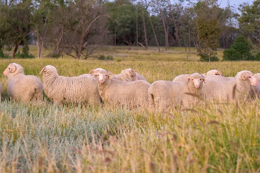 A mob of rams stand in long green grass at a farm near Dirranbandi, April 2021.