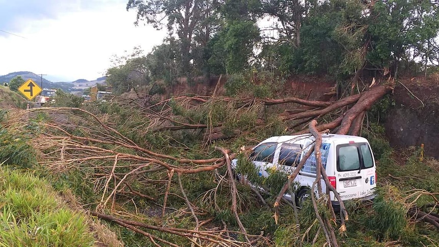 Two large trees fallen on top of a small van