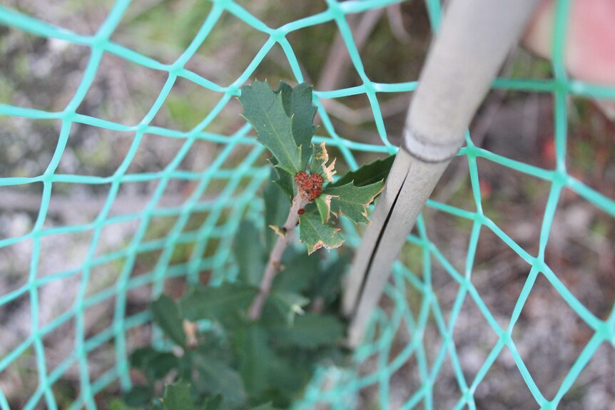 A small tree in a fence for protection against wallabies.