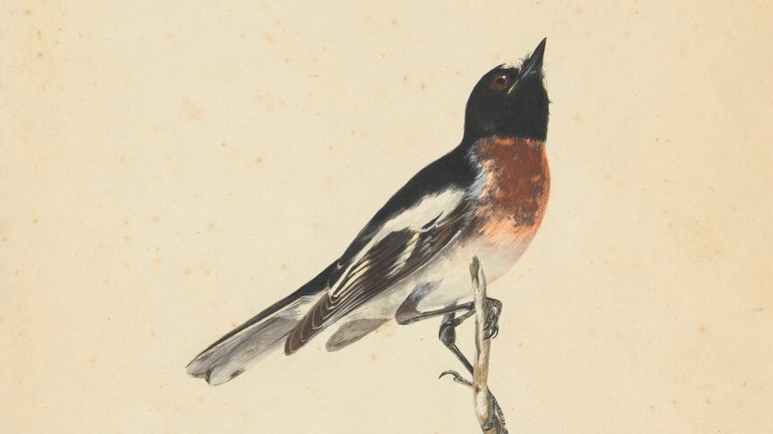 Scarlet-breasted robin