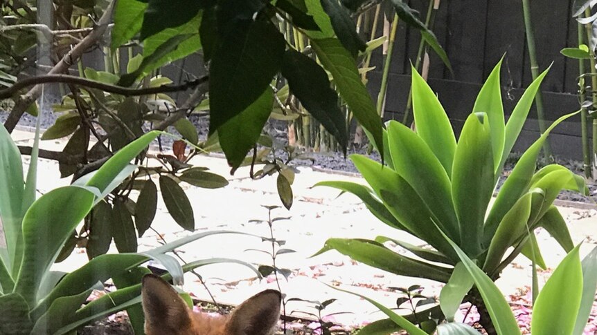 A fox peers through a window from the garden, seen from inside.