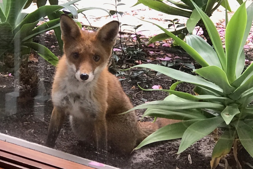 A fox peers through a window from the garden, seen from inside.