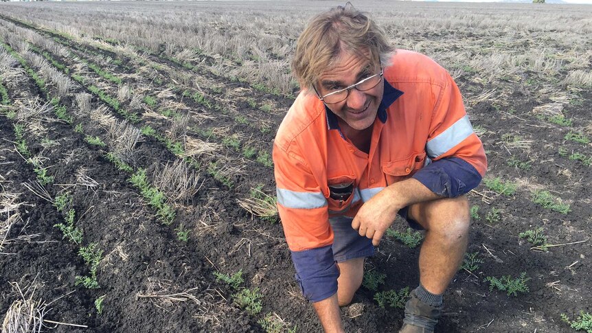 John Cameron planted chickpeas between the standing wheat stubble rows.