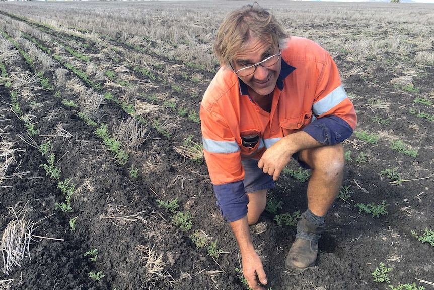 John Cameron planted chickpeas between the standing wheat stubble rows.