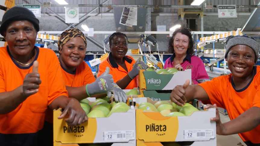 Congolese refugees stand around boxes of mangoes in a packing shed in Katherine.