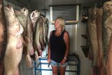 A woman looks at large dead Murray cod hanging from hooks in a cool room.