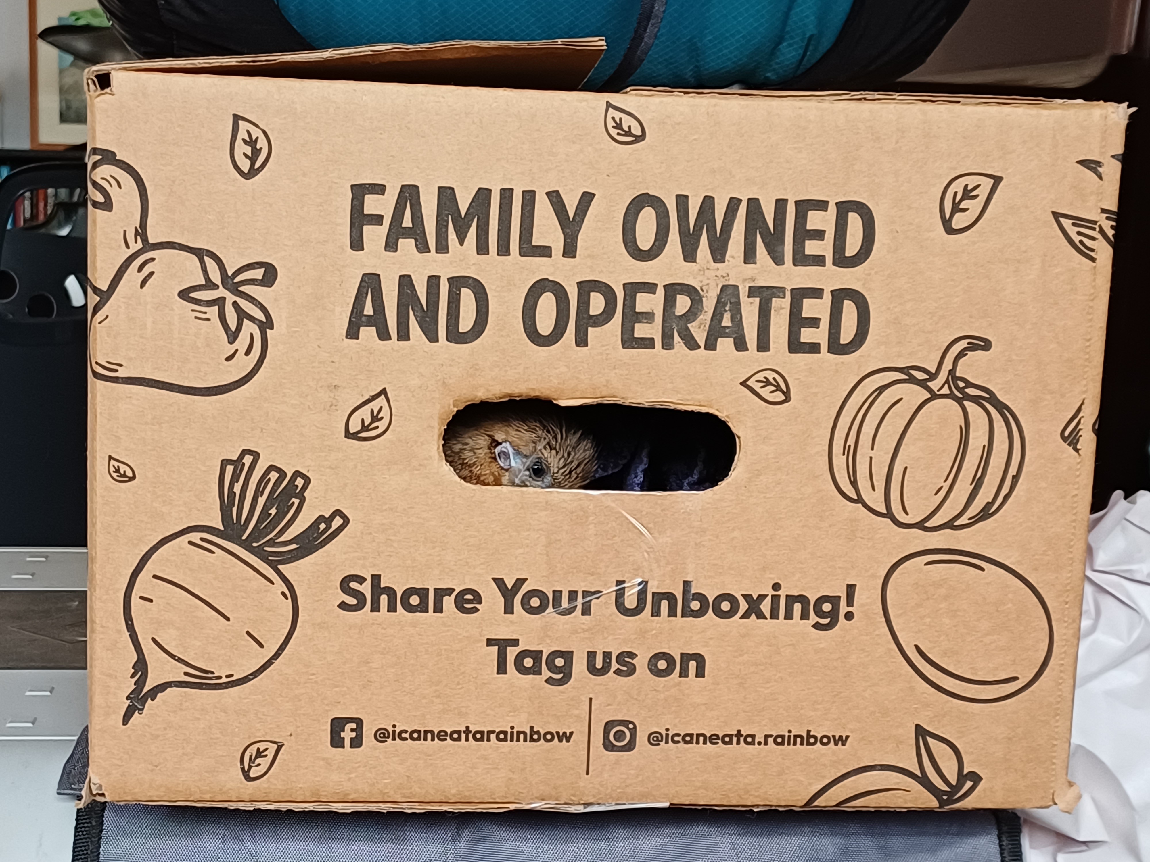 Polluelo de Malleefowl se asoma desde una caja de cartón