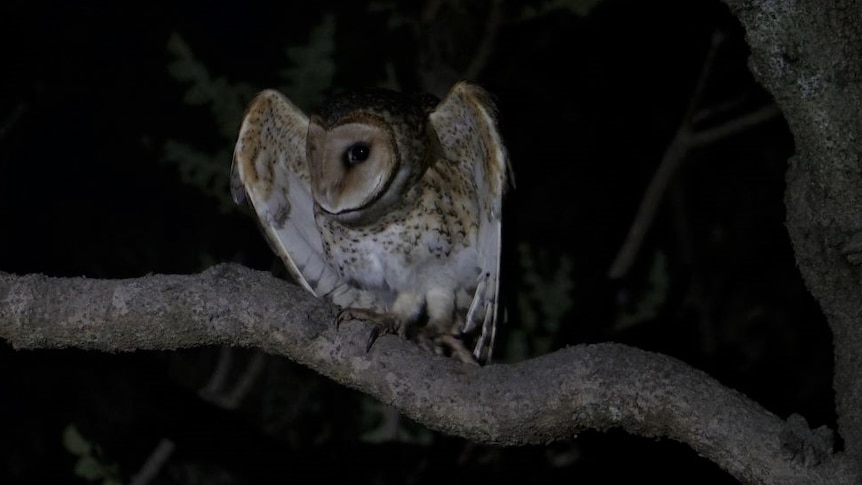 An owl with facial marking that look like it is wearing a mask, sits on a branch