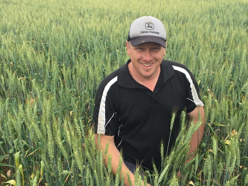 Kellalac grain producer David Nitschke stoops in his wheat crop.