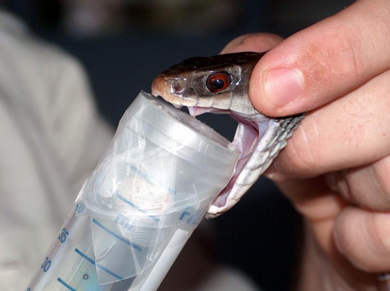 PNG to trial new low-cost snake anti-venom - ABC News