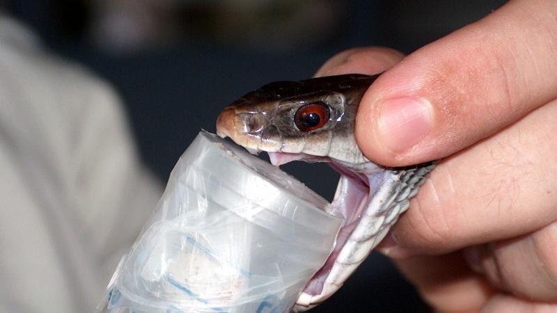 Papuan taipan being milked, with venom dripping into a cup