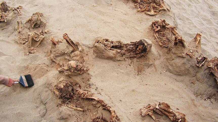 Eleven piles of bones, possibly whole children's skeletons, in sand