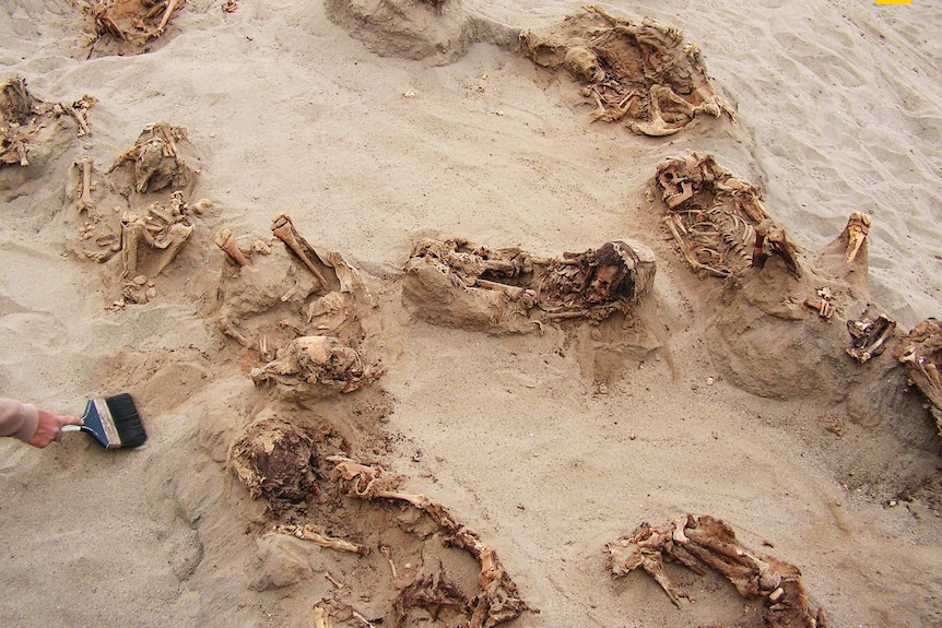 Eleven piles of bones, possibly whole children's skeletons, in sand