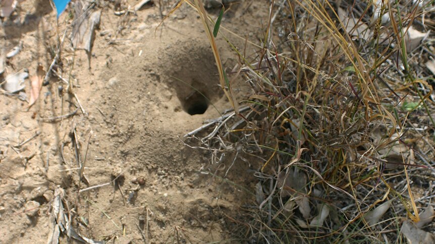 Ant Hole trap: