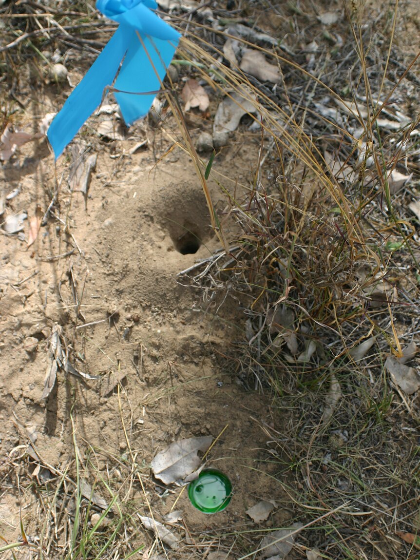 Ant Hole trap: