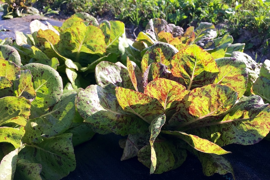 A freckle lettuce