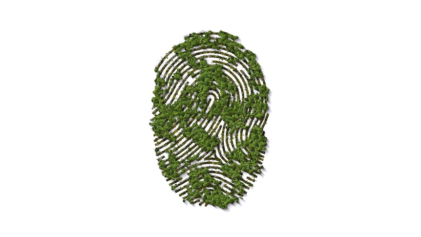 A fingerprint made from trees