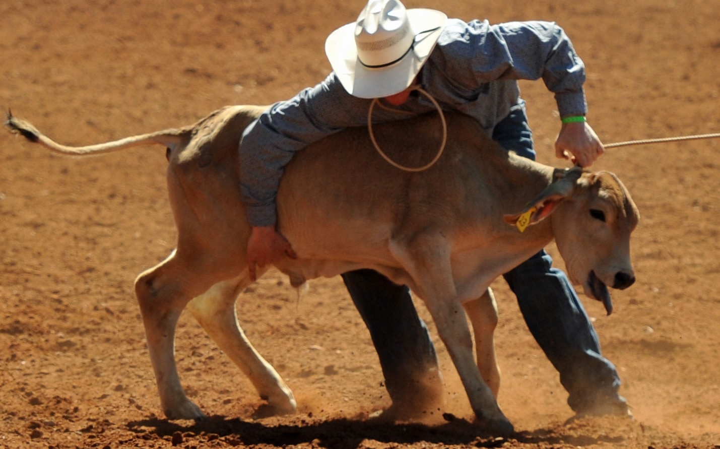 A calf has its mouth open while being roped.
