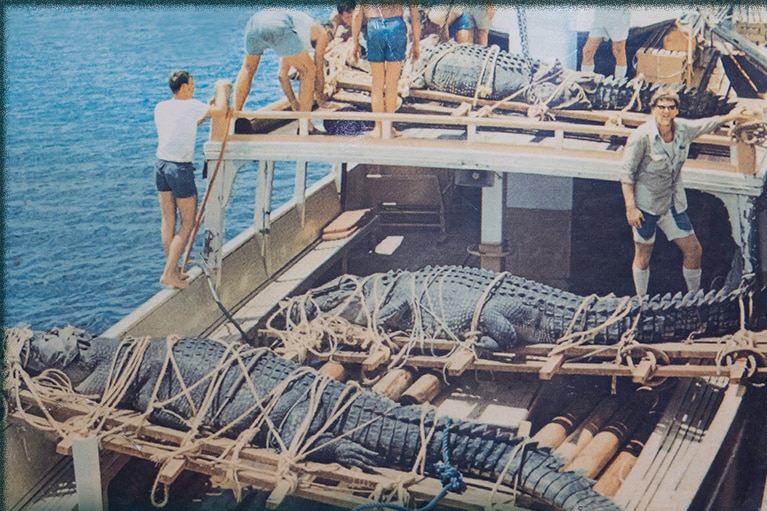 three crocodiles tied up on a boat with several men standing around
