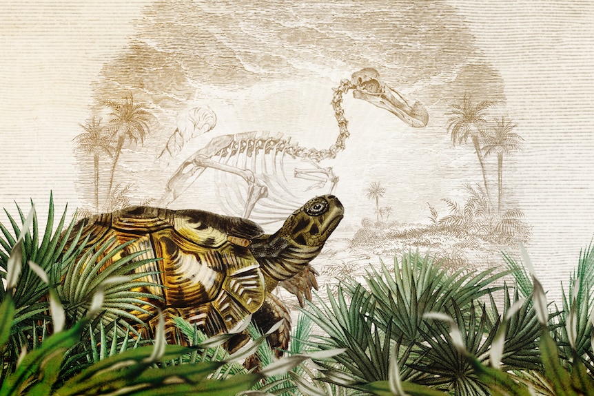 An illustration of a tortoise on an island with the skeleton of a dodo.