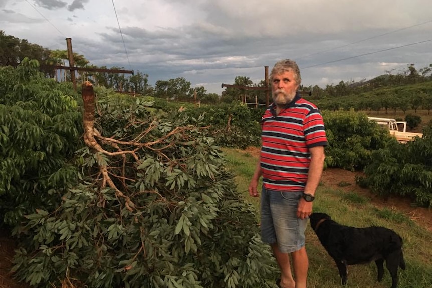 A man stands in a row of lychee trees, the trees are damaged and fallen over on the their side