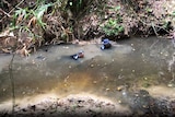 two divers in a shallow creek
