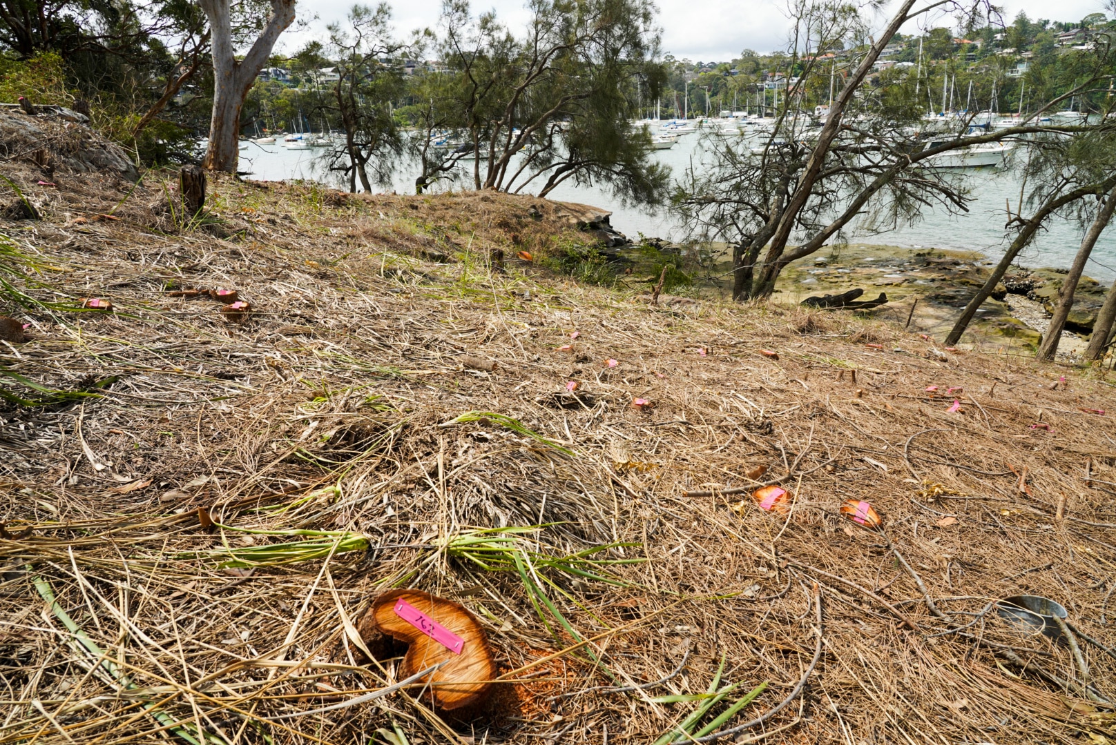 Lane Cove Council vows strong legal action after 296 trees and plants