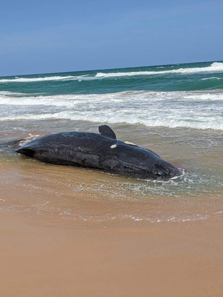 The ocean tide laps at a whale carcass lying on a beach.