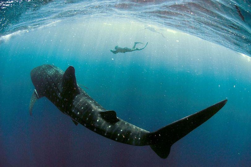 A diver swims above a large whale shark with the surface of the water above.