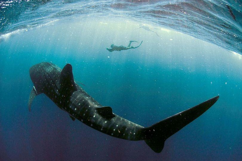 A diver near a whale shark