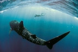 A diver swims above a large whale shark with the surface of the water above.