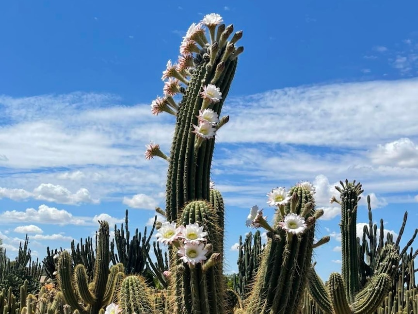 A flowering cactus