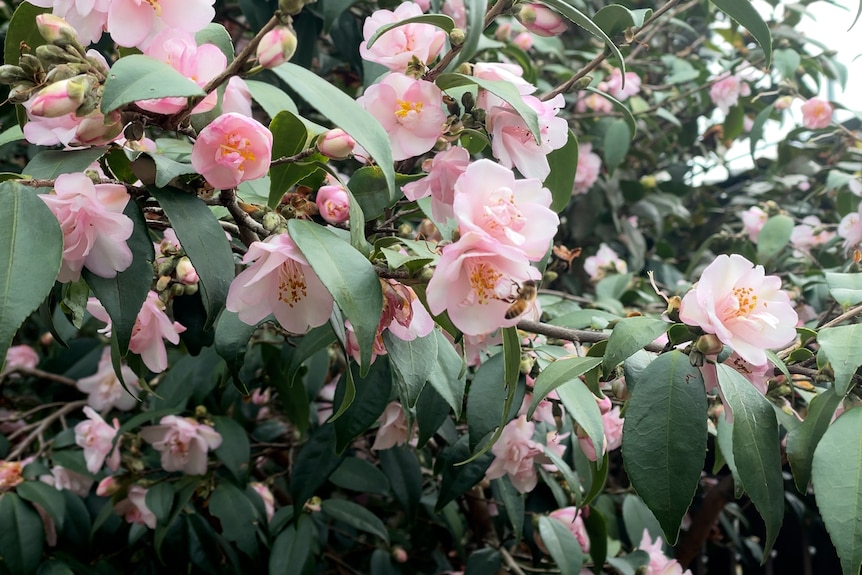 A bee on a pink flower