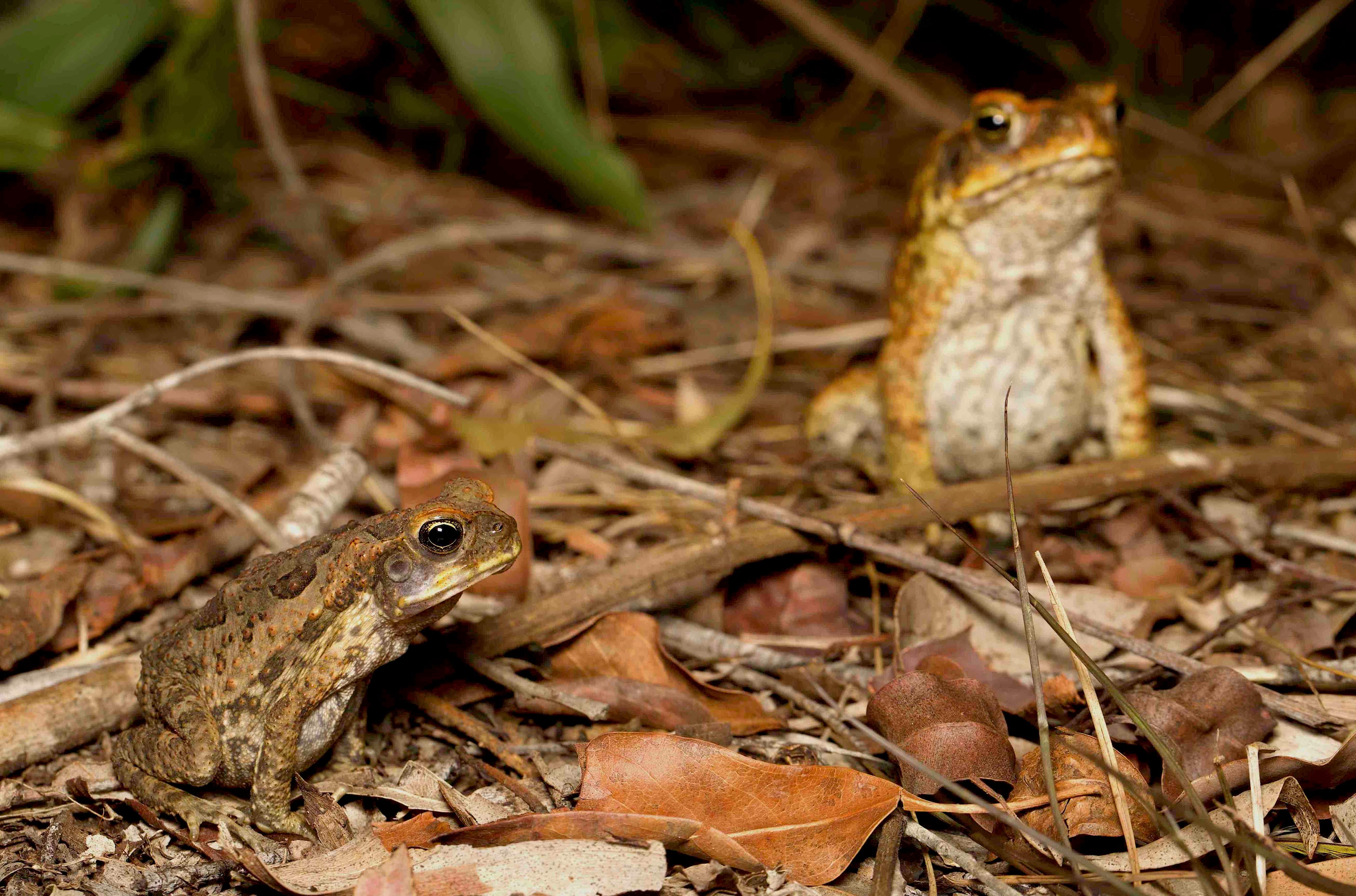 The Women At War With Cane Toads