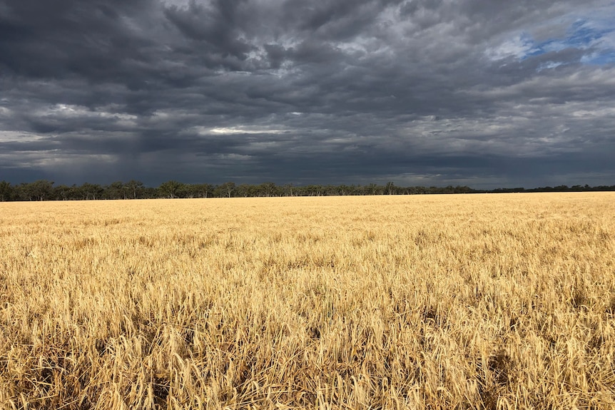 Sky is stormy with a crop of wheat in the ground